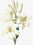 Painted Flowers, Flowers PNG Transparent Clipart Image and PSD File for Free Download | 꽃 예술, 그리기 아이디어, 아트 프린트