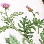 수채화 illustrator에 있는 핀