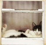 Chat fenêtre | 귀여운 고양이, 고양이 창문, 귀여운 동물