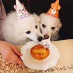 Brian Griffin Lee에 있는 글램펫 Glam Pet님의 핀