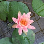 가질 수 있는 것과 없는 것을 구별하기 .   너무도 예뻤던 수련   #연꽃 #수련 #꽃스타그램 #플로리스트 #데일리 #농장투어 #flowerstagram