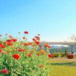 🌸🌸🌸🔆. . . . . . #hanriverpark #autumnvibes #flowers🌸 #fuji #x100f #fujifilmx100f #후지x100f #집앞 #한강공원 #후지필름