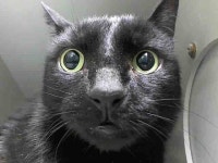 So Afraid!! https://www.facebook.com/nycurgentcats/photos/a.844226288928693.1073742398.220724831278845/844226312262024/?type=3... 