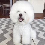 엄마 오늘 진짜 폭염경보떴어요??🚨 . 응 오늘 폭염이야...그러니 집에서 얌전히있어야해~ . 폭염덕분에 엄마는 오늘까지 푹좀... 