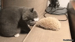 냥냥펀치 각이 안나옴 냥냥펀치 각이 안나옴 | Funny gif, Funny animals, Cute animals