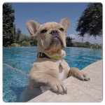 I see French Bulldogs everywhere!!에 있는 HELEN LOUIS MICHELS님의 핀