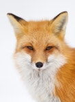 Red Fox by Greg Schneider | 붉은여우, 여우, 동물