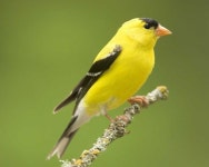 Want to learn how to attract finches to your yard? http://itsallaboutthebirds.com/how-to-attract-finches | 새, 동물, 곤충