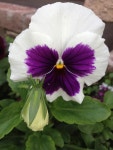 White pansy | 팬지