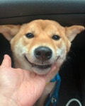 😳😀💕 . . .  시바견  시바이누  키코짱  시바키코  웃개  아기시바  댕댕이  반려견  적시바   shiba  sh… | Animals, Corgi, Dogs