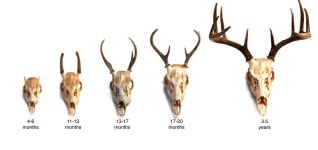 deer - Google 검색