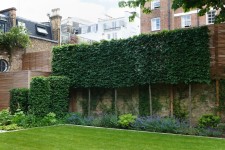 Pleached Hedge in 2023 | Contemporary garden design, Garden landscape design, Hedges