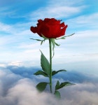 ✿ڿڰۣ( ✯ | 엽서