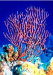 Red Sea Fan Gorgonacea http://animalsgalaxy.blogspot.com | 산호, 물