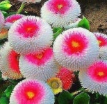 Pin by 달님 이 on 야생화 | Unique flowers, Unusual flowers, Strange flowers