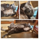 사진에 있는 이런 이런님의 핀 | 고양이, 사진