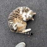 네, 냥덕후는 눈길 발길 모두 붙잡혔죠 . ###고양이#캣스타그램#냥스타그램#야옹이그램#펫스타그램#애묘#냥덕후#냥덕#길고양이... 