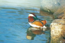 (주) MERDOR님이 새들의 사랑스런 알 .타조알 새알에 올린 알 이미지