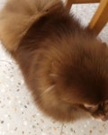 그레이스펫그루밍스튜디오 신경희 on Instagram: “#그레이스패밀리” in 2020 | Animals, Blackpink, Dogs