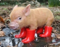 Pig in boots! PIGINBOOTS!(이미지 포함) | 아기 동물, 귀여운 아기 동물, 애완동물