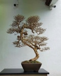 Pin oleh jaesung ju di 분재 | Pohon