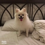 방배카페거리에서 먹방하고 스파하개 (애견동반모텔 오슬로 후기2) : 네이버 블로그 - 2020 | 강아지, 드라이 플라워