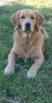 Golden Retriever – Noble Loyal Companions | 개, 고양이