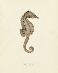 Vintage Seahorse in Sepia Natural History Art Print 8 x 10. $10.00, via Etsy. | 해마, 동물, 포스터