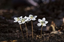 Pixabay의 무료 이미지 - 바람꽃, 대한민국, 꽃, 사랑 | Flowers, Plants, Dandelion