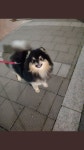 Pin by 𝐀𝐥𝐦𝐚 on 탄이 | Bts dogs, Pets, Dogs