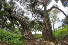 소나무 : 네이버 블로그 | 자연 사진, 풍경 삽화, 풍경 그림