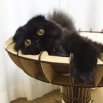 😳😍 반질반질한 솜방망이가 크고 곱고요✨ #cat #gimo #네꼬모리 #고블렛 #귀엽긤 #인형이긤”