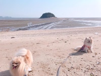 애견동반여행추천  선재도  목섬  항도  여행견  반려견동반여행  애견동반여행  애견동반식당  옥이동이여행🐶  옥이동이당일여행...