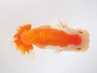 top view ranchu에 있는 Biophilist님의 핀 - 2022