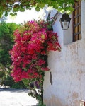 La imagen puede contener: planta, flor, árbol, exterior y naturaleza | 꽃, 여행, 풍경화
