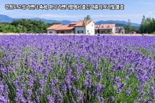 강원도 고성 라벤더 축제, 하늬 라벤더팜에서 즐긴 여름의 보라빛 물결 | 라벤더, 여행지, 풍경도