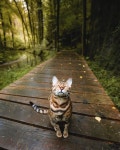 This bengal cat is so happy ❤ #bengalcat #cat #happycat | 동물, 고양이, 짐승