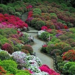 peastway님이 가든에 올린 조경 이미지