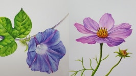 | 국내에서는 보태니컬아트(botanical art, 보타니컬아트) 그림을 주로 색연필로 그리는데(배우기 쉽기도 하고 문화센터 등에서 대부분 색연필로... 