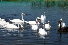 통제하던 백조공원을 8월 6일 시민들에게 개방함과 동시에 운흥동에 위치한 낙동강변 방사장에 백조를 방사했다.(2015.8.6.)(이미지 포함) | 안동시