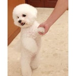 Learning how to walk on two feet like my mama! #bichonfrise #bichon #bichonsofinstagram #bichons #bichonlove #bichonpuppy #cutedog... 