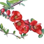 수채화 illustrator에 있는 핀