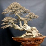 Pin oleh 영수 권 di 소나무 | Pohon bonsai, Bonsai, Kebun