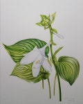 옥잠화, 보태니컬아트, 보타니컬아트, 색연필, 꽃, 일러스트, 꽃그림, 그림, 식물세밀화, fragrantplantain, botanical art, colored... 