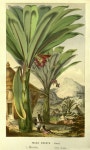 Botanical  Print에 있는 Yongsig Han님의 핀