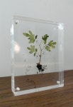 pressed, on display | 압화, 창조적인, 공예