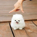 cute @cute @cute @cute #animals #animal #instafollow #FF #tagforlikes(이미지 포함) | 티컵 강아지, 귀여운 아기 동물, 아기 동물