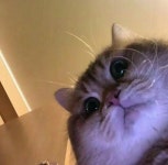 like a mem에 있는 Amane Misa님의 핀 | 웃긴 동물 사진, 재미있는 고양이 사진, 고양이 사진