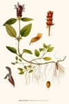 The Self Heal Herb | 농장