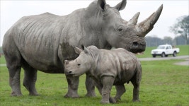 Watch: Dramatic Footage Of Baby White Rhino Saved With CPR | 코뿔소